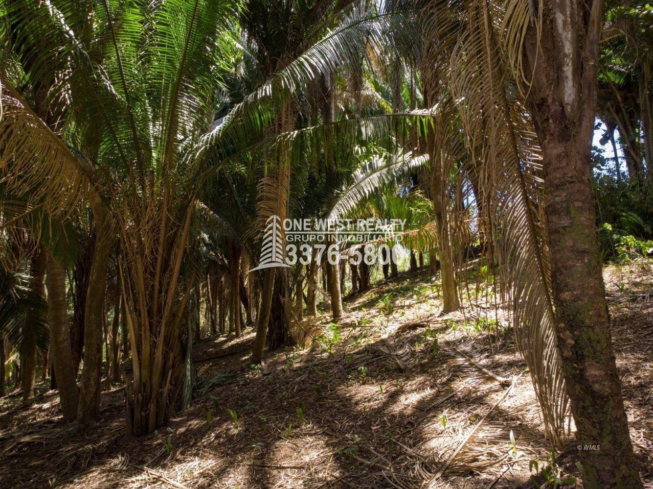 462310_lg-2 Palmetto Bay Roatan Land for Sale LOT 1 of 27 ACRES 0.82 Acres