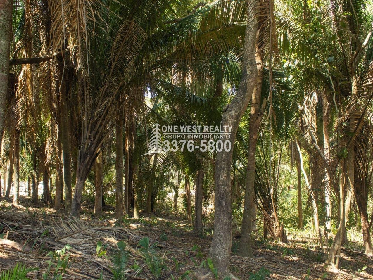 462317_lg-1 Palmetto Bay Roatan Land for Sale LOT 1 of 27 ACRES 0.82 Acres