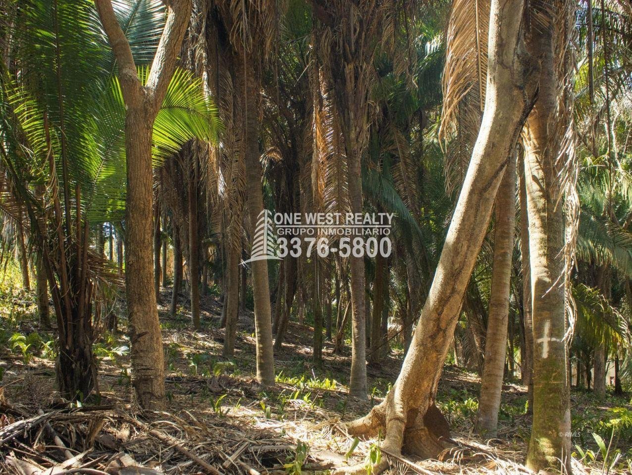 462318_lg-2 Palmetto Bay Roatan Land for Sale LOT 1 of 27 ACRES 0.82 Acres