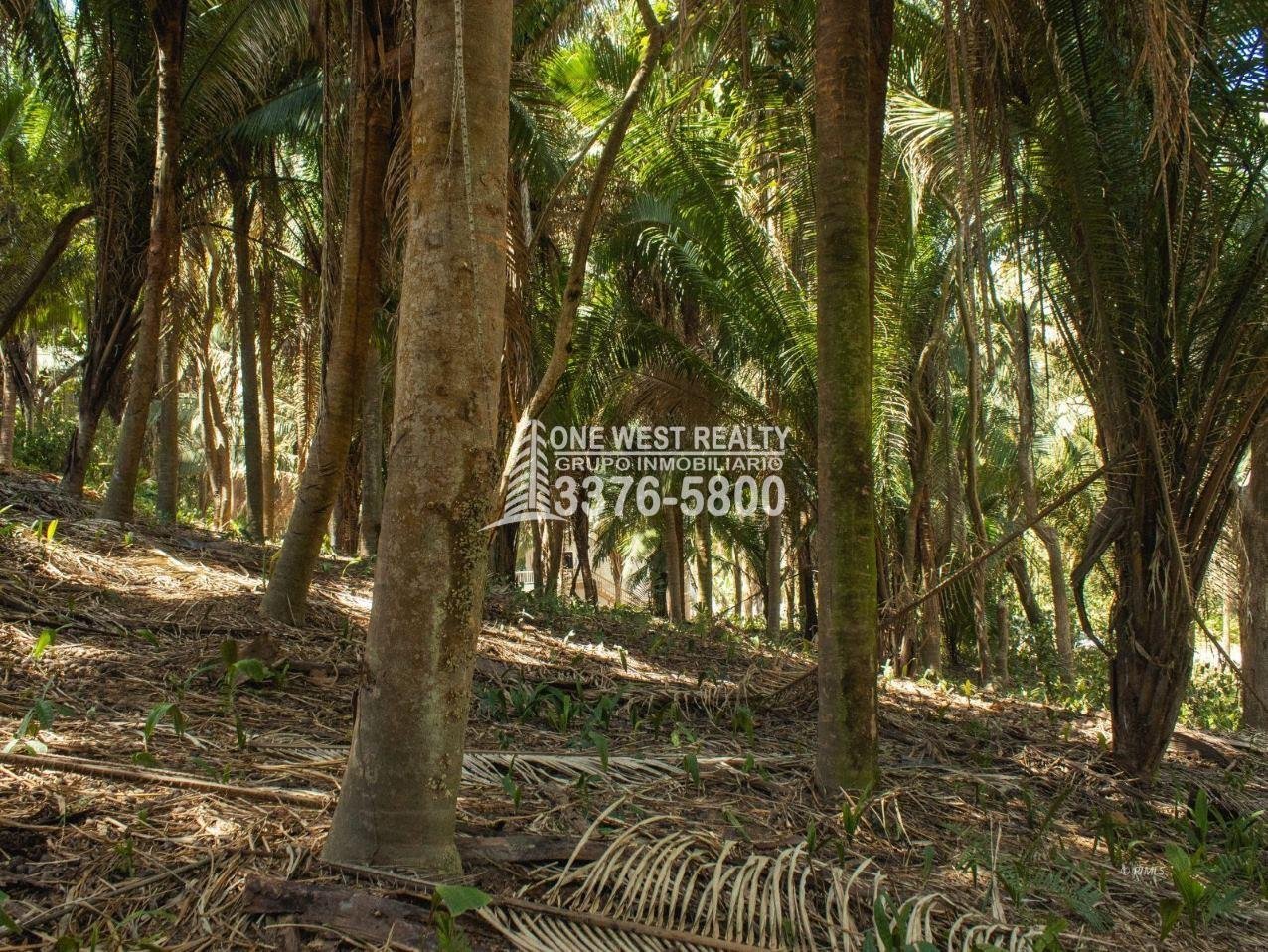 462319_lg-1 Palmetto Bay Roatan Land for Sale LOT 1 of 27 ACRES 0.82 Acres