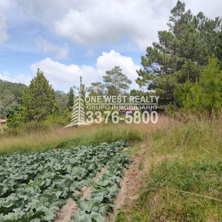 780